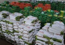 Governo da Paraíba distribui 520 toneladas de sementes com agricultores de todo Estado