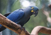Lista de fauna ameaçada tem 180 animais incluídos e 150 retirados