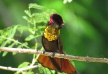 Paraíba é destaque nacional no turismo de observação de aves
